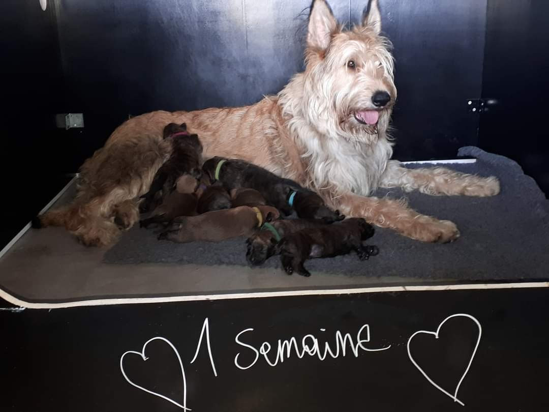 CH. U.P.-Up Du Pays Noir